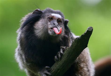 22 Funny Monkey Pictures to Make You Laugh | Reader's Digest