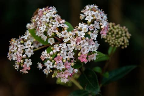 Plant, Flowers, Snowball Free Stock Photo - Public Domain Pictures