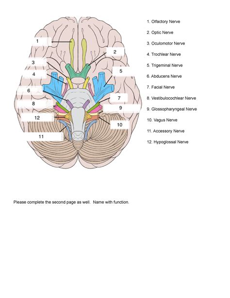 Cranial Nerve Labeling And Function Olfactory Nerve Optic Nerve