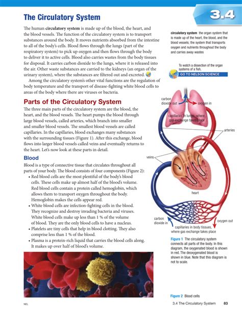 3 4 The Circulatory System