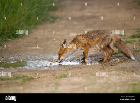 Red Fox Red Foxes Fox Foxes Canines Predators Mammals Animals