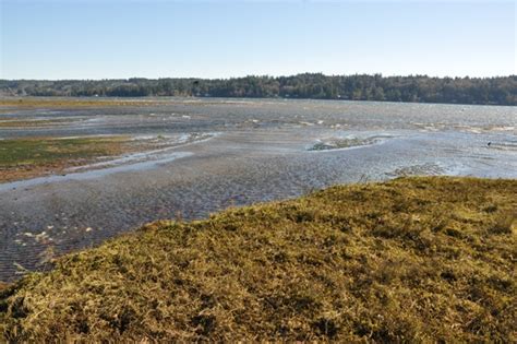 Belfair State Park Washington Parks Recreation