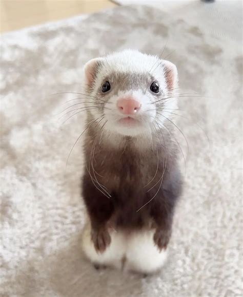 How To Keep Ferrets As Pets A Complete Guide For Ferret Lovers