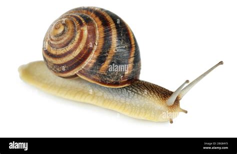 Snail isolated on white Stock Photo - Alamy