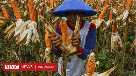 Resesi Di Depan Mata Petani Paling Terdampak Harus Hadapi Harga