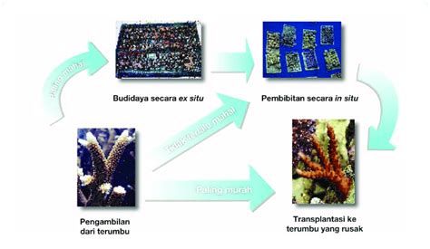 Gambar Propagasi Karang Secara Langsung Dan Tidak Langsung Jalur