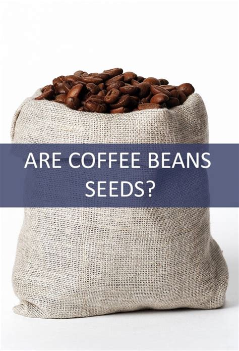 Are Coffee Beans Seeds? - The Cookful