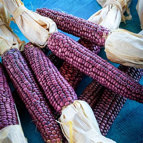 Hopi Purple Corn Seeds Baker Creek Heirloom Seeds