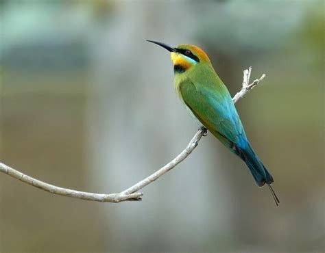 Rainbow Bee-eater | BIRDS in BACKYARDS