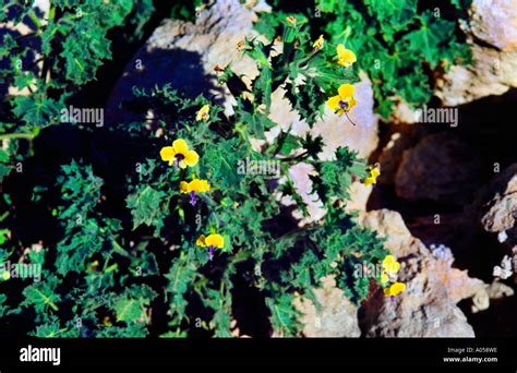 Jerash Jordan Flowers Hi Res Stock Photography And Images Alamy