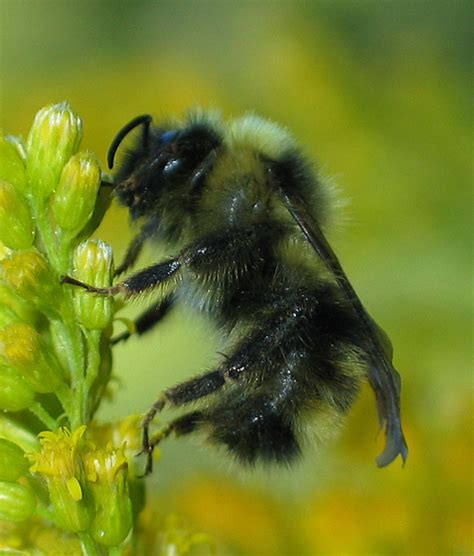 Bumble Bee Bombus Flavidus Bugguidenet