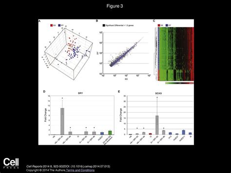 Sex Dependent Gene Expression In Human Pluripotent Stem Cells Ppt