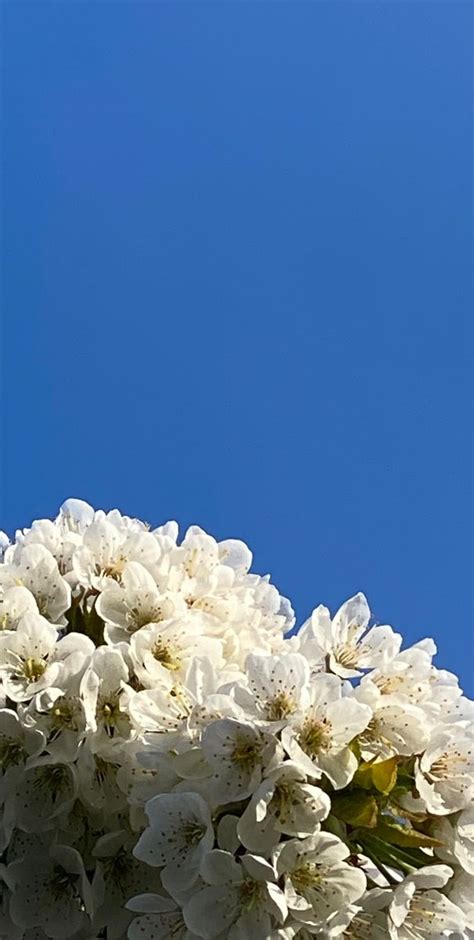 Фон цветы, эстетика цветы, весна, фон для инсты | Wallpaper, Plants, Garden