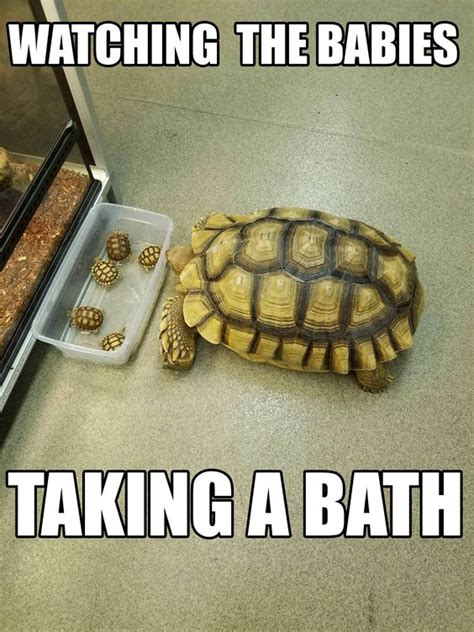 36 Hilarious And Silly Animal Memes Turtles Funny Silly Animals