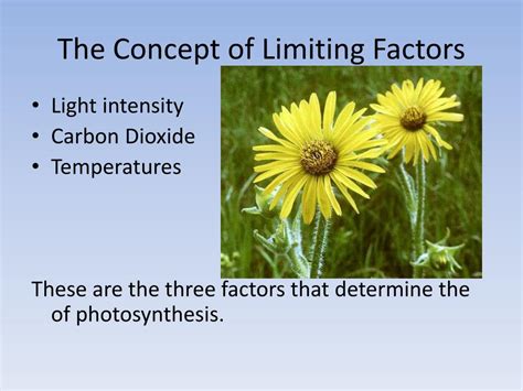 Ppt Limiting Factors In Photosynthesis Powerpoint Presentation Free Download Id2621706