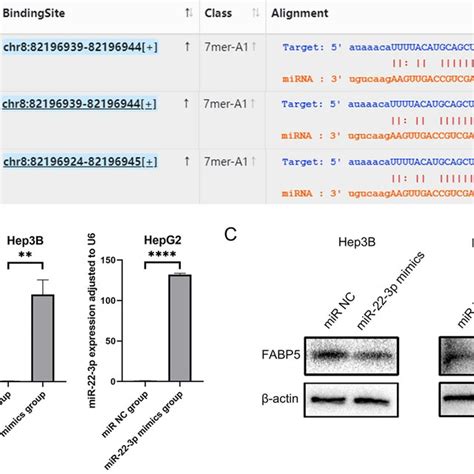 A Binding Sites Of Mir P On Fabp Predicted By Pita Mirmap And