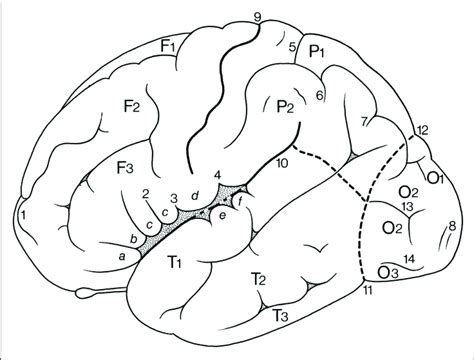 Gyri And Sulci On The Superolateral Surface Of The Cerebral