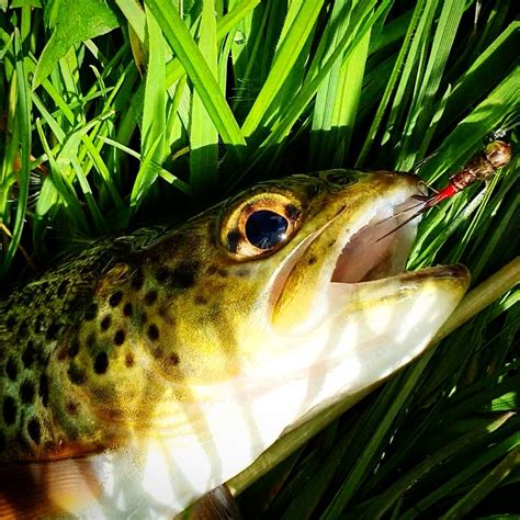 The Naked Flyfisher On Twitter Wee Copperhead Pheasant Tail Producing