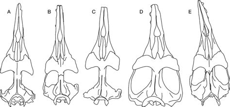 Comparison Of The Cranial Morphologies Of The Basilosauridae