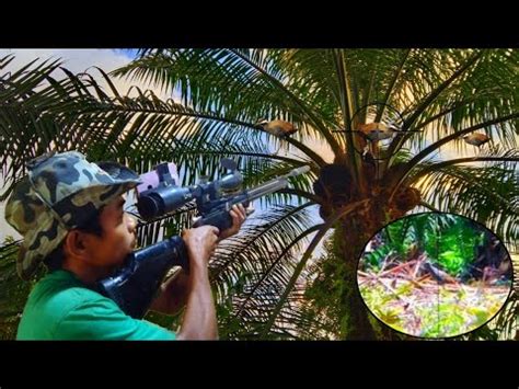 Hunting Sintar Zebra Melimpah Spot Kebun Kelapa Sawit Bonus Tekukur