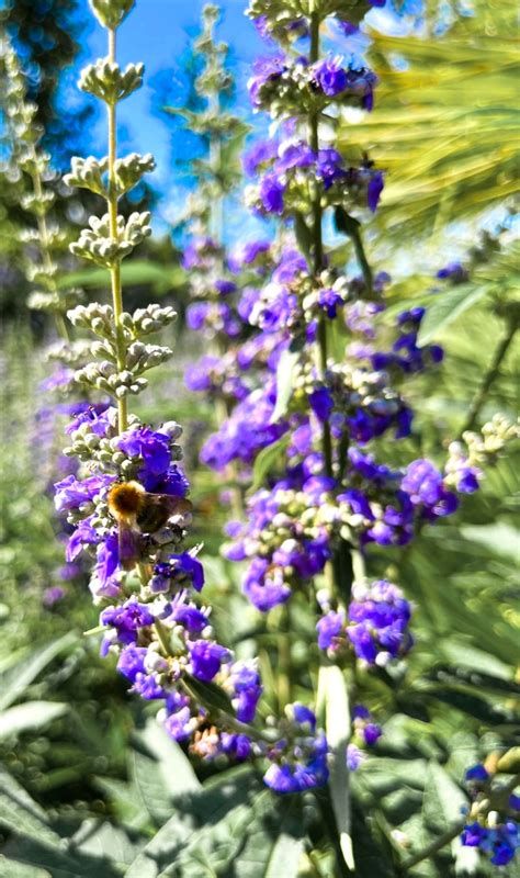 Vitex Agnus Castus Latifolia M Nchspfeffer Pflanzenhof Toskanapark