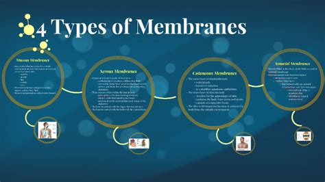 4 Types of Membranes by Nicole Chan on Prezi