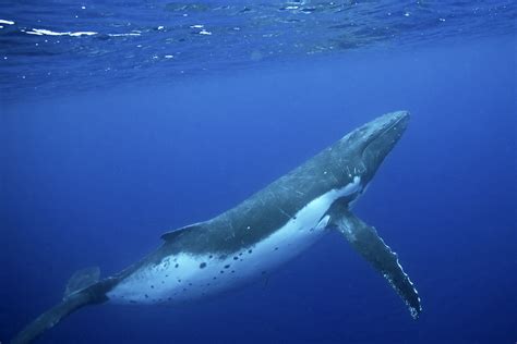 Maui Whale Watching Guide Humpback Whales In Hawaii