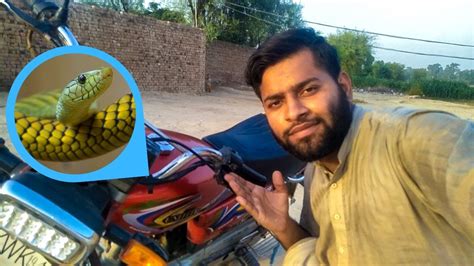 Bike Kay Handle Se Saanp Nikal Aya Msv140 Youtube