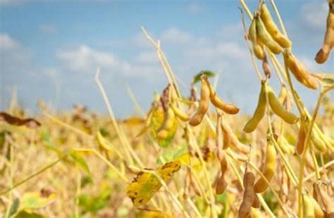 Soybean Crushing Increased Due To Increase In Production Sopa Increased The Estimate To 105