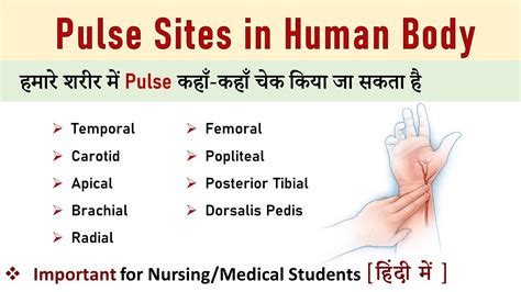 Pulse Site In Human Body हिंदी में For Medical And Nursing Students