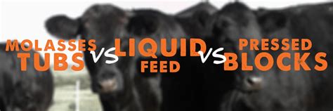 Liquid Protein For Cattle - Pet Food Guide