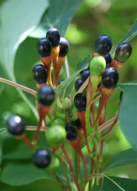 Sassafras Tree Fruit - img-Badru