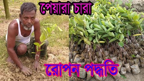 পেয়ারা চারা রোপন পদ্ধতি থাই পেয়ারা চাষ পেয়ারা চারা রোপন Guava