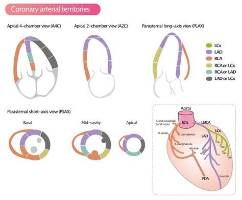 Ecg Territories Arteries