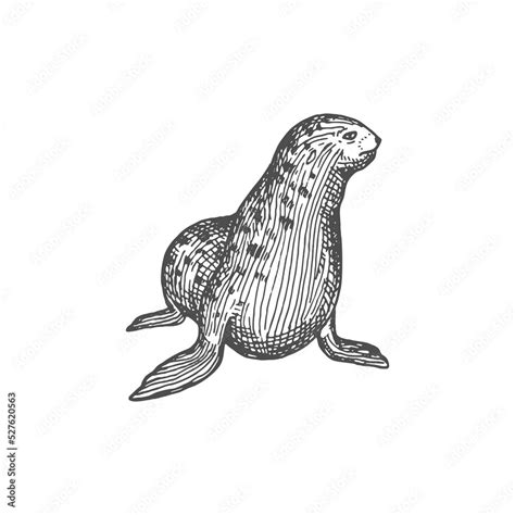 Seal Animal Marine Walrus Isolated Sketch Icon Vector New Zealand Fur