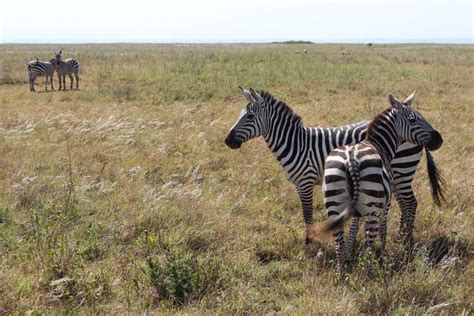 Excursi N De Un D A A Nairobi Parque Nacional De Nairobi Y Centro De