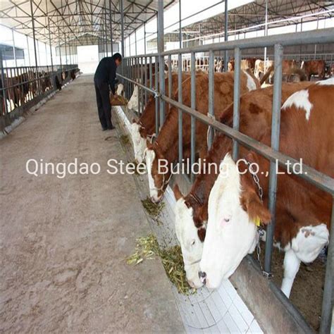 Easy Install Prefabricated Cattle Farming Barn Steel Structure Cow Shed