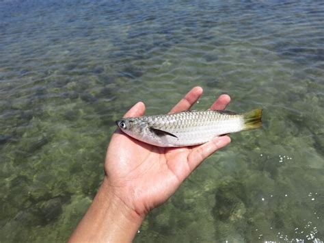 Premium Photo Cropped Hand Of Person Holding Fish Against Sea