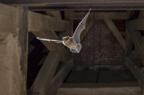 Bats in Attic? Here are some signs & tips | Precision Wildlife Removal