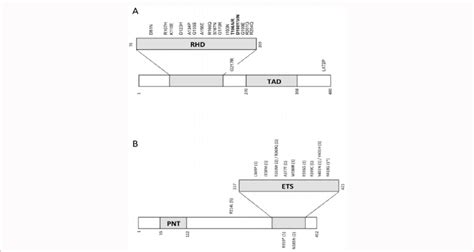 Mutations Affecting Transcription Factors Runx1 And Etv6 A Schematic Download Scientific