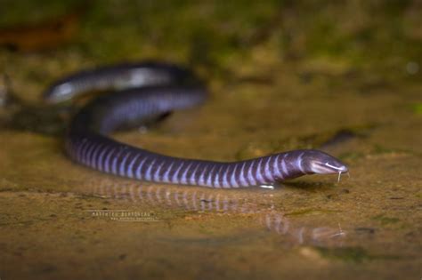 Gaboon Caecilian Geotrypetes Seraphini · Inaturalist