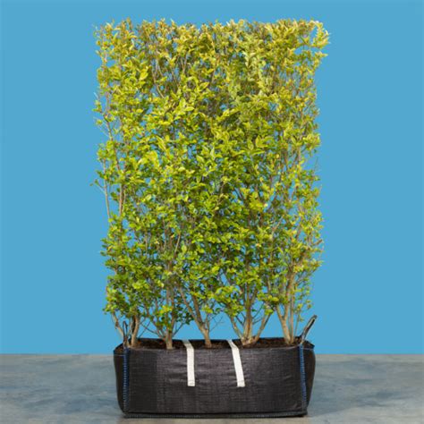 Instant Hedge Golden Privet Ligustrum Ovalifolium Aureum In Hedge Bag