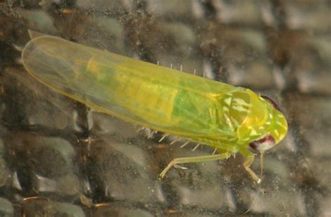 Micro Hopper Empoasca Fabae BugGuide Net