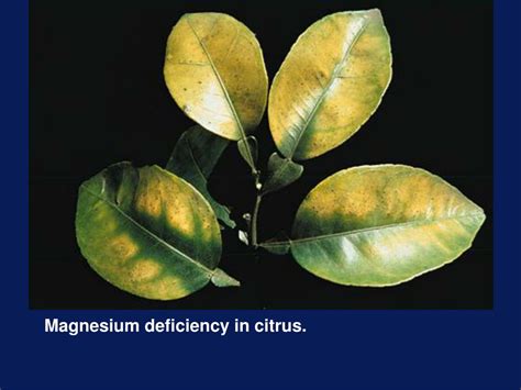 Ppt Hort 5504 Magnesium Deficiency Photos Powerpoint Presentation Free Download Id 6880150