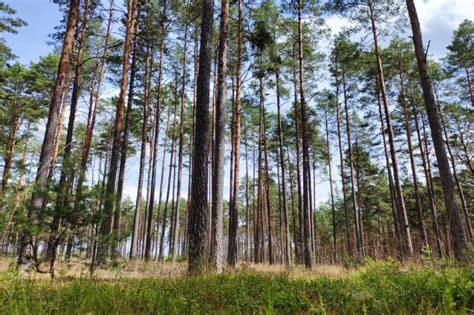 RDLP Białystok rezygnuje z certyfikatu FSC DREWNO PL