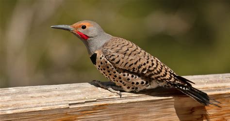 Bird of the Week – The Northern Flicker – Pajarito Environmental ...