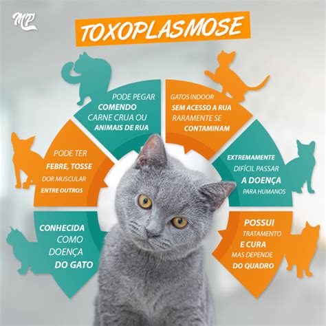 Causa Da Toxoplasmose Manual Pet Canal Rural