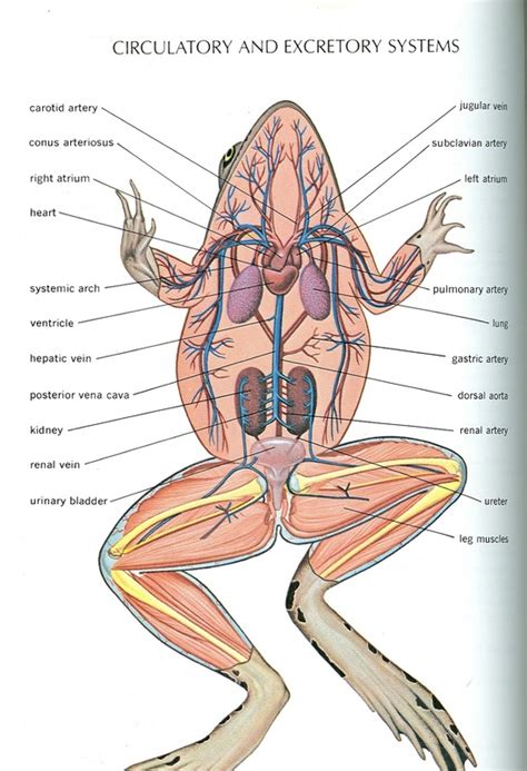 Ilmu Tafsir [34 ] Difference Between Frog And Rat Digestive System Frog Dissection About