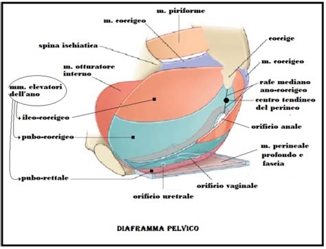 Vagina Anatomia Normale E Topografica Fertilitycenter