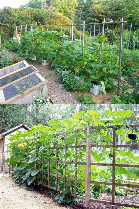 15 Easy DIY Cucumber Trellis Ideas A Piece Of Rainbow